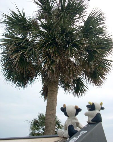 palmetto