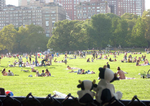 sheep meadow