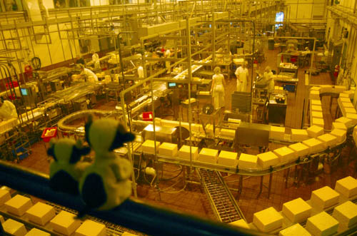 tillamook factory floor