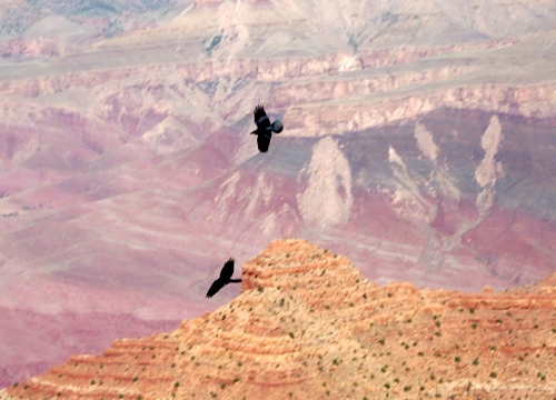 raven flight