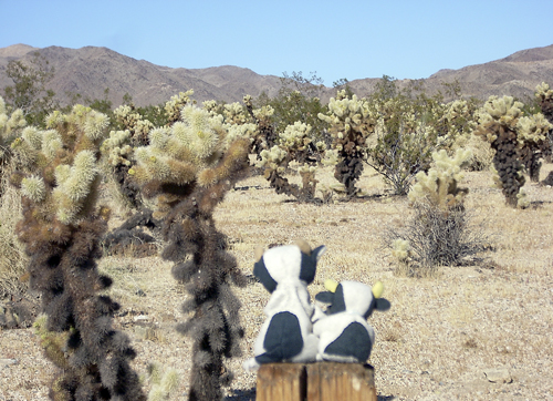 cholla