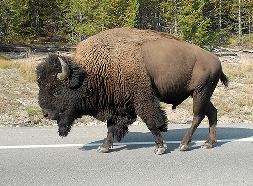 buffalo1