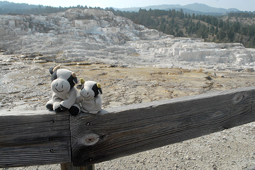 mammoth_hot_springs