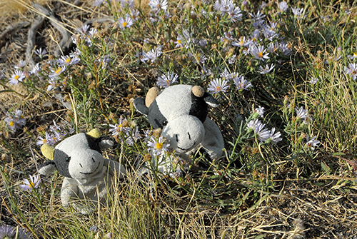 teton_wildflowers